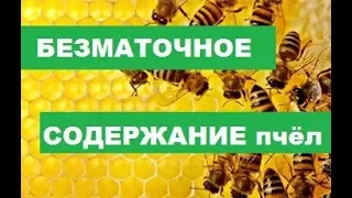 Безматочное содержание семей пчёл. Это очень круто!!!!!