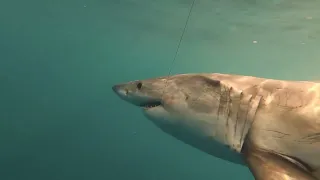 Fisherman Jumps in Water with Great White Shark
