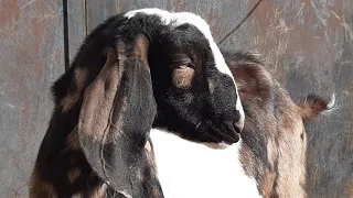 Как определить, что коза в охоте( готова к покрытию).🐐