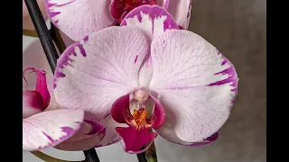Новая орхидея красотка. Толи Утопия (Utopia) или Doritaenopsis Champion Lightning (Чампион Лихтинг).