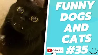 Funny Animal Videos 2022  Best Dogs And Cats Videos 😺😍 # 35