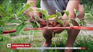 Чим цікава ідея вирощування дерев на шпалерах - Зелена ділянка