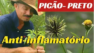 PICÃO-PRETO 🌿,MATOS QUE CURAM 🌿, DIABETES, ANTI- ALÉRGICO,INFECÇÃO URINÁRIA, RELAXANTE MUSCULAR,ETCC