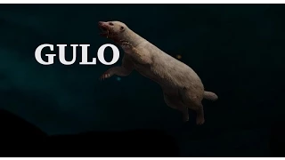 Far Cry 4: Easy Way To Kill RARE Badger Gulo