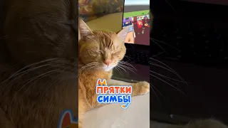 Кто не спрятался, я не виноват 😼 #симбочка #симба #пряткисимбы