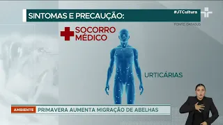 Picada de abelha pode ser fatal para pessoas com alergia