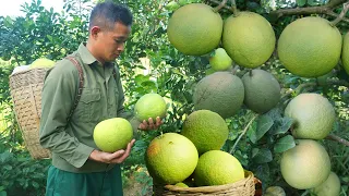 Harvest the grapefruit garden to sell at the market, buy ducks to farm Ep 108