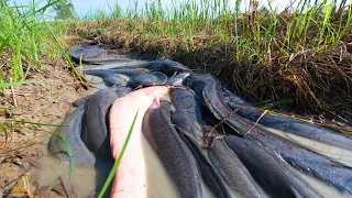 Best hand fishing - a lots of catch catfish at field when little water catch by hand a fisherman