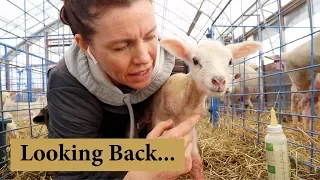 What I Wish I Knew Before Starting a Sheep Farm:  Vlog 126