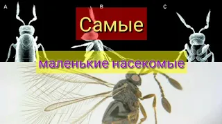 Самые маленькие насекомые. Топ-5