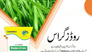 ROds Grass Seeds BY MATRA ASIA .COM || M RAO SALE POINT