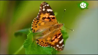 Бабочки  лгуньи и хвастуньи. Док фильм о дикой природе.
