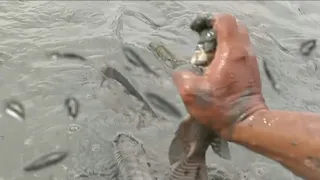 beruntung banget mencari ikan sisa panen disini, ikannya masih mbludag di biarkan begitu saja 😱