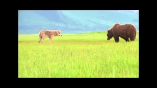 WOLF VS GRIZZLY