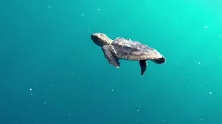 Baby Sea Turtles Go Back to the Ocean