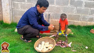 Grandpa takes YoYo Jr to harvest vegetables and cook delicious food | Full version