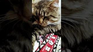 кіт 🐱