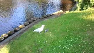 Чайка жрет голубя.mp4