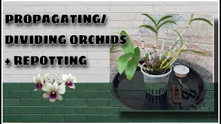 How to Divide your Orchids successfully! | Propagating + Repotting | #orchidpropagation #dendrobiums