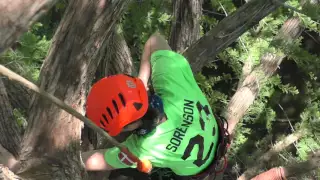 Unedited Belayed Speed Climb Tree Cam