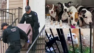 8 Pit Bulls attacked a 2-year-old toddler, a 19-year-old and a 13-year-old girl on Staten Island