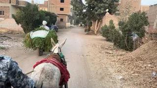 Going with a donkey cart for the first time. Ramadan in Luxor, Egypt.