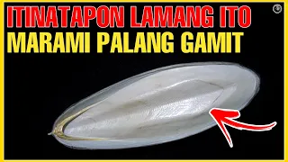 ITINATAPON MO LAMANG ITO NAPAKARAMI PALANG GAMIT AT PAKINABANG | CUTTLEFISH BONE USES | BHES TV
