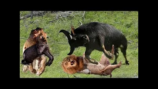 Lion vs Buffalo - Top moments Buffalo fight back the KING LION to save baby | ND Channel