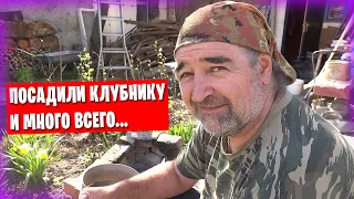 Переехали из Греции в Россию / Весенние работы в саду и огороде / Посадил клубнику в тёплые грядки