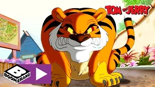 Tom & Jerry | Tiger Chase | Boomerang UK