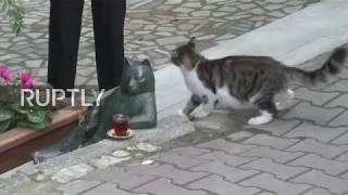 Turkey  Deceased Internet cat Tombili immortalised in statue   YouTube 1080p