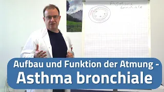 Asthma bronchiale Erklärung - Was bedeutet Asthma bronchiale?