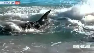 Shark Alarm | 9 News Perth