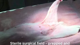 Dr. Martin performs a luxating patella surgical repair.