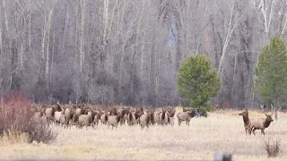 Wyoming General Elk Hunt