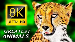 THE GREATEST ANIMALS 8K ULTRA HD