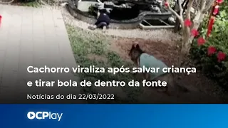 Cachorro viraliza após salvar criança e tirar bola de dentro da fonte