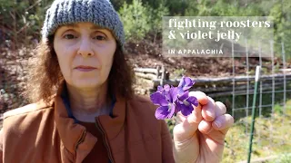 Using Violets in Appalachia - Medicinally, Roosters, and Jelly