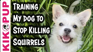 STOP killing squirrels - Cloud's Story - Predation Dog Training