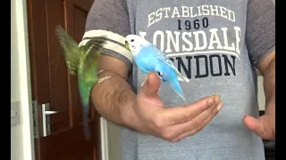 How to Fast Tame Budgies to Fly to Your Arm, Sit on Hand/ Finger - Parakeets Training