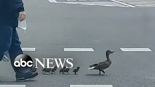 Family of ducks cross road in Spain