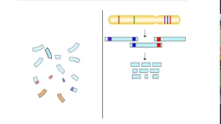 Hierarchical Sequencing Method - Sequence Tagged Sites