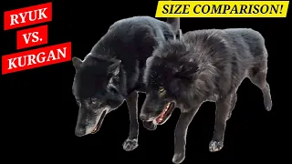 Ryuk VS. Kurgan - Size Comparison