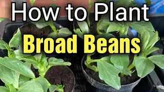 Broad Beans 101: A Beginner's Guide to Planting and Growing Broad Beans