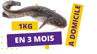 PISCICULTURE: Elever les Poissons à Domicile dans les CUBITAINERS