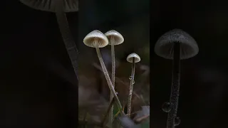 mushroom photography in the rain 🍄
