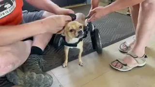 Dog Paralyzed by Injury as Puppy Gets Wheelchair for Mobility & a New Life