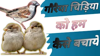 Gouraiya Chidiya Ko Kaise Bachaye | आओ मिलकर गौरैया चिड़िया को बचाऐ?