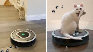 Roomba Cat Videos 2020 | Cat On Roomba | Roomba Riding Cat | Funny Cats