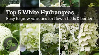 Best White Hydrangeas / Easy To Grow Varieties For Flower Beds & Borders